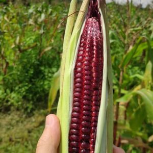 Mr Jagung Merah – Rent a farm  Harvest/Selling back