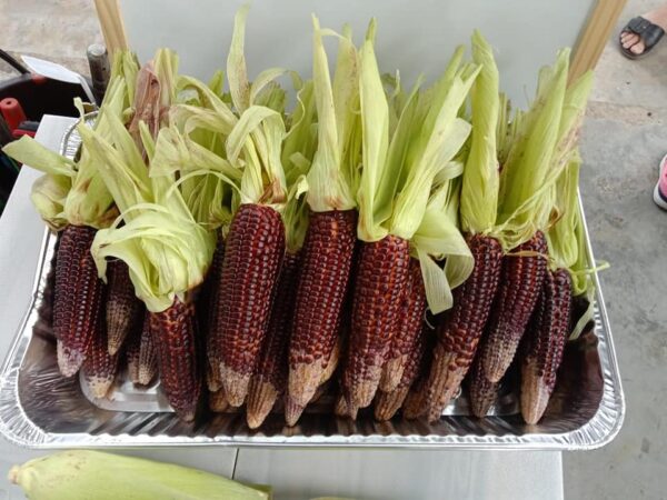 Mr Jagung Merah - Rent a farm  Harvest/Selling back - Image 4