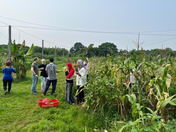 Mr Jagung Merah - CSR Package