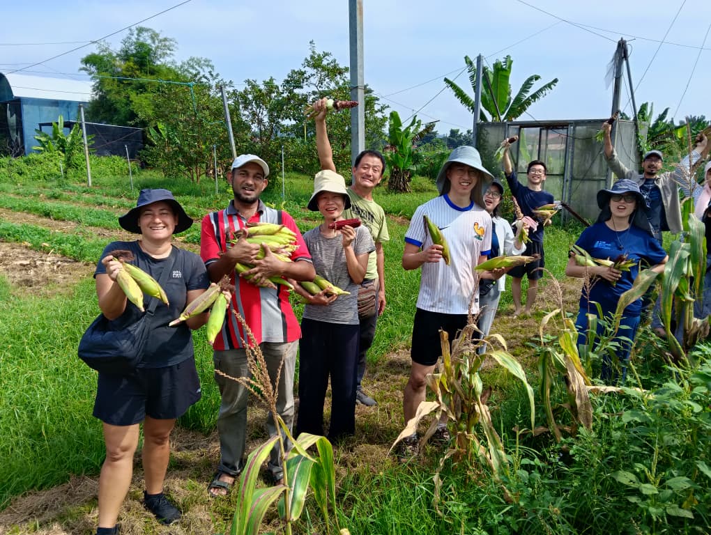 Mr Jagung Merah - Rent a farm Individual / Family package (Experience) - Image 3
