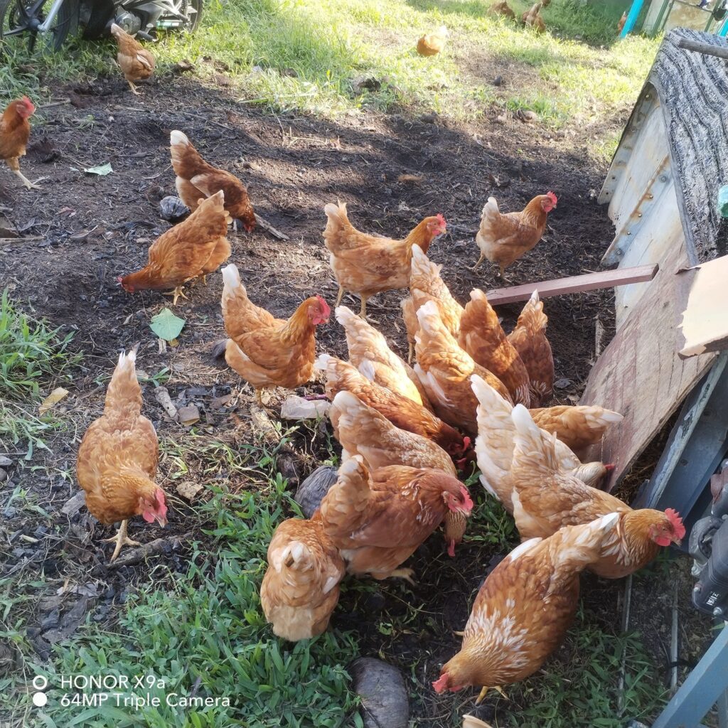 492321880_1338260254030446_6507981714697506815_n