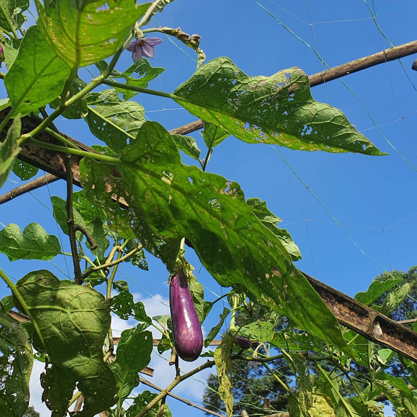 farm crop 1