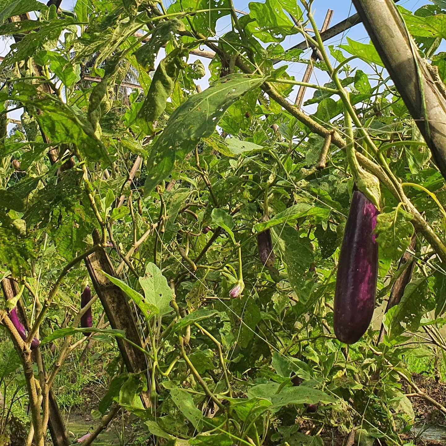 farm crop 2