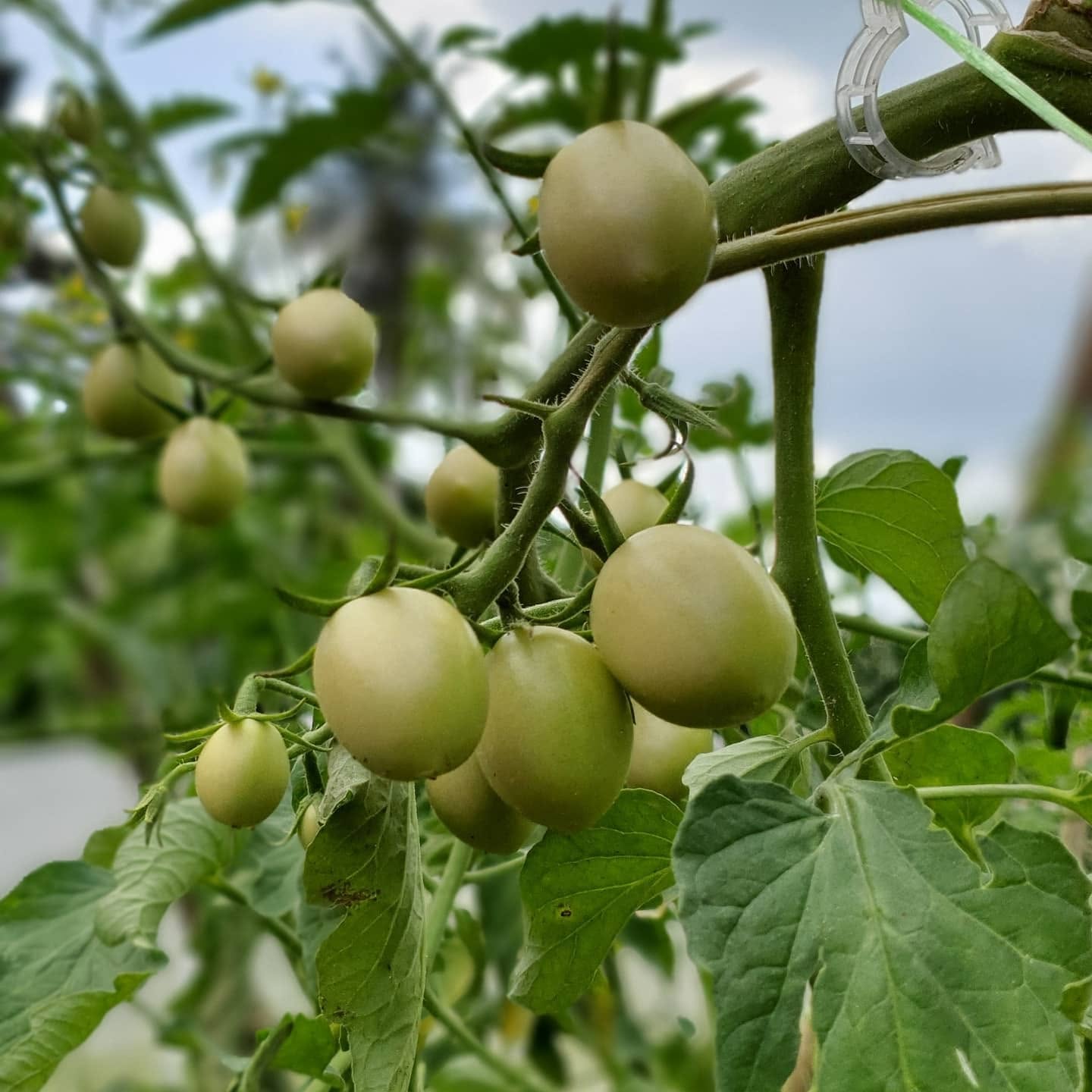 farm crop 3