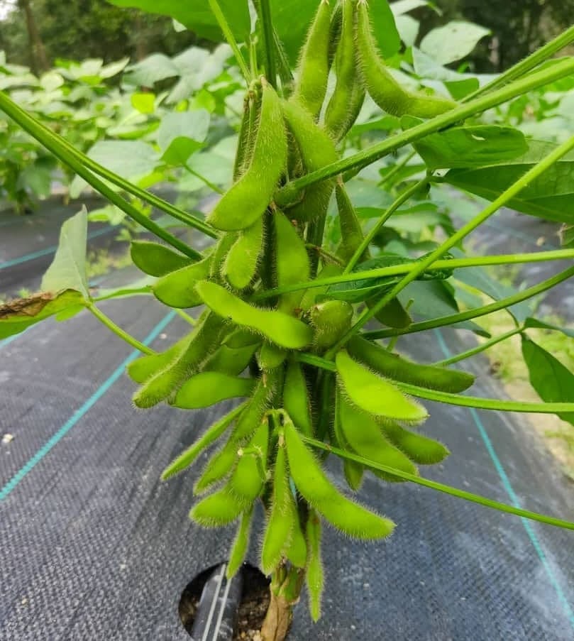 farm crop 4
