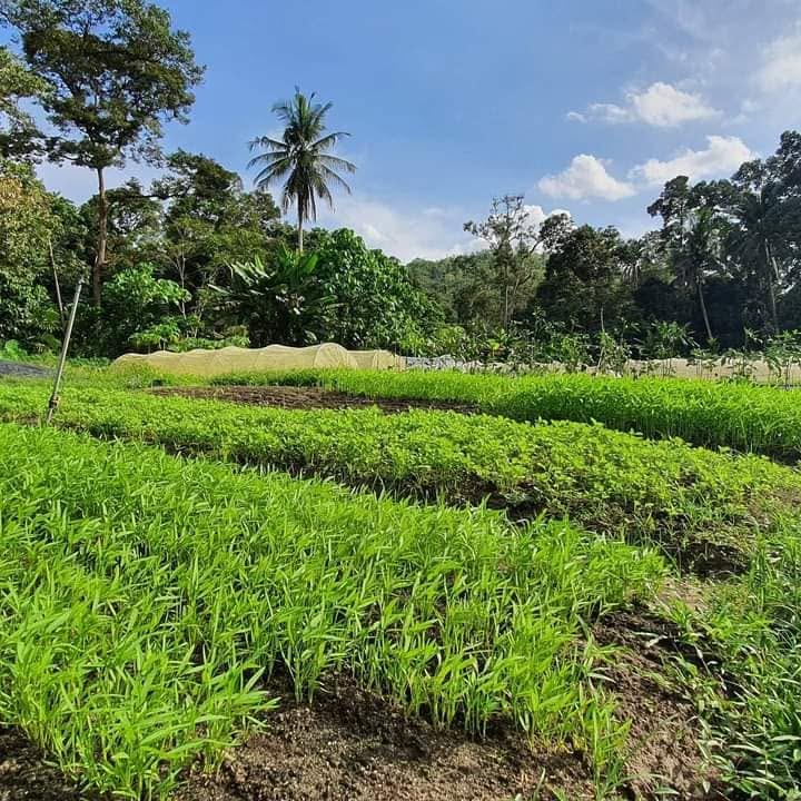 farm photo 2