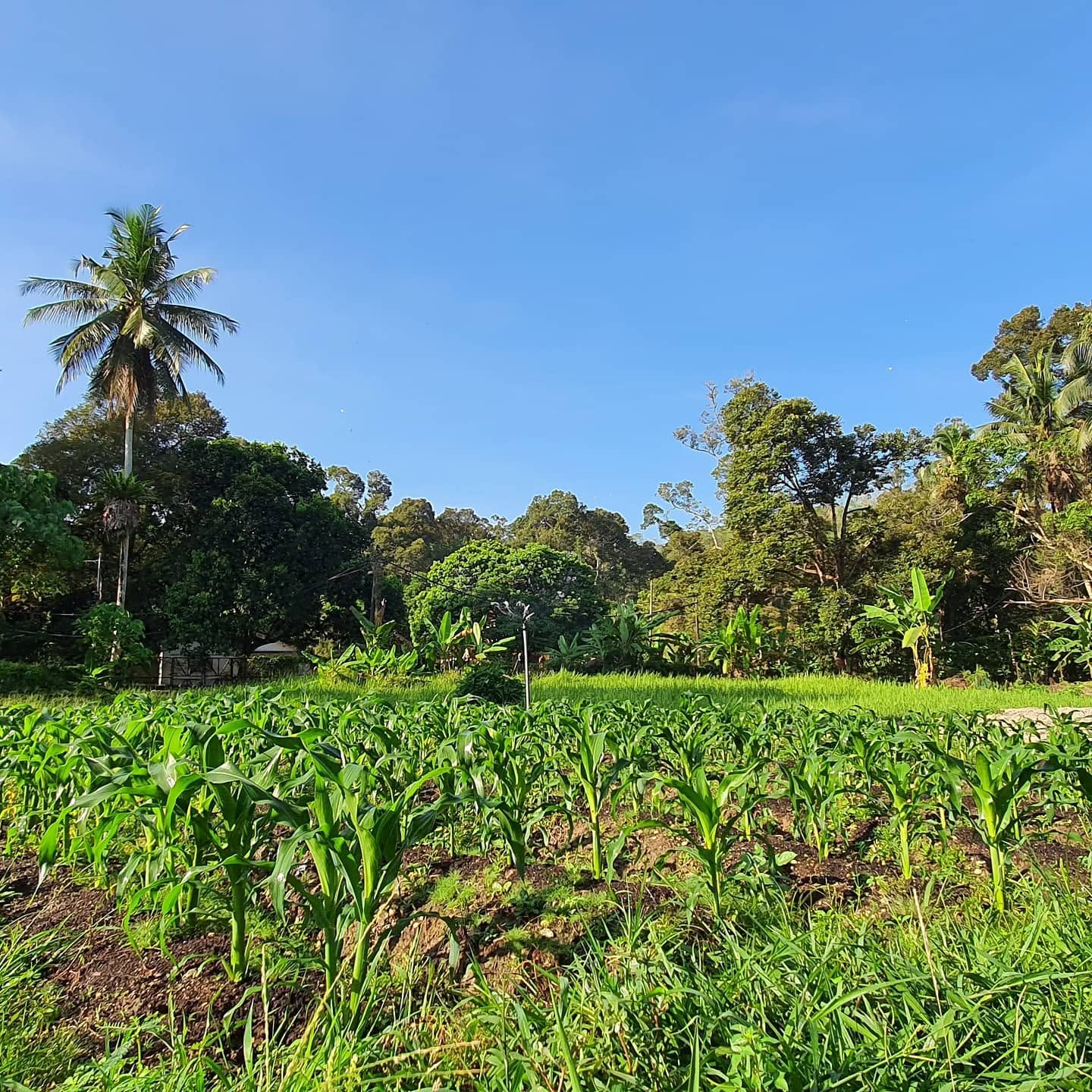 farm photo 5